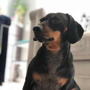 Meet your Posher, Hong